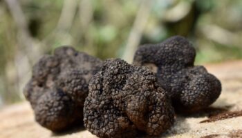 Comprar trufa negra online