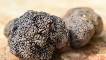 Trufa negra del Maestrazgo