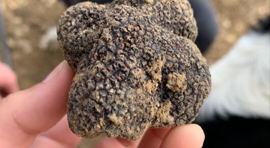 Trufas venta de trufa negra online